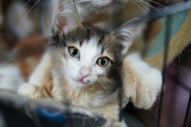 Gefährliches Virus Erkrankte Katze zwingt Tierheim in Quarantäne